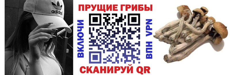 Псилоцибиновые грибы Psilocybine cubensis  где купить наркоту  omg ТОР  Нарьян-Мар 